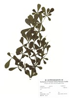 藏品(小葉欖仁樹)的圖片